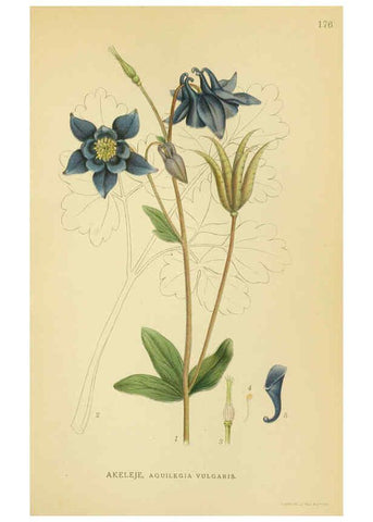 Reproducción/Reproduction 6029382452: Billeder af nordens flora. v.1 København,G.E.C. Gad's forlag,1917-1927