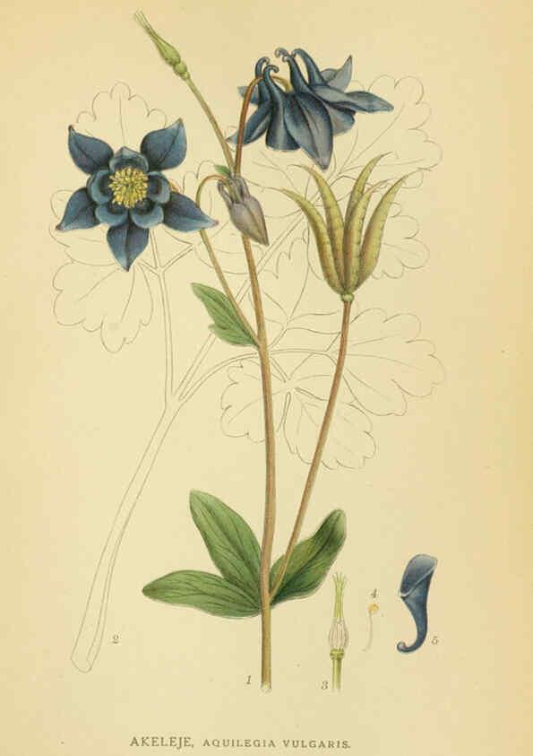 Reproducción/Reproduction 6029382452: Billeder af nordens flora. v.1 København,G.E.C. Gad's forlag,1917-1927