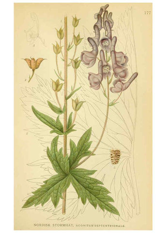 Reproducción/Reproduction 6029382866: Billeder af nordens flora. v.1 København,G.E.C. Gad's forlag,1917-1927
