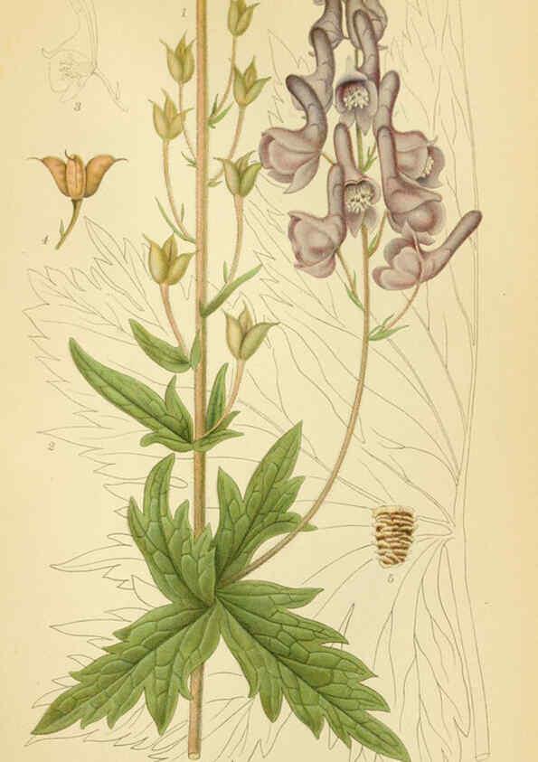 Reproducción/Reproduction 6029382866: Billeder af nordens flora. v.1 København,G.E.C. Gad's forlag,1917-1927