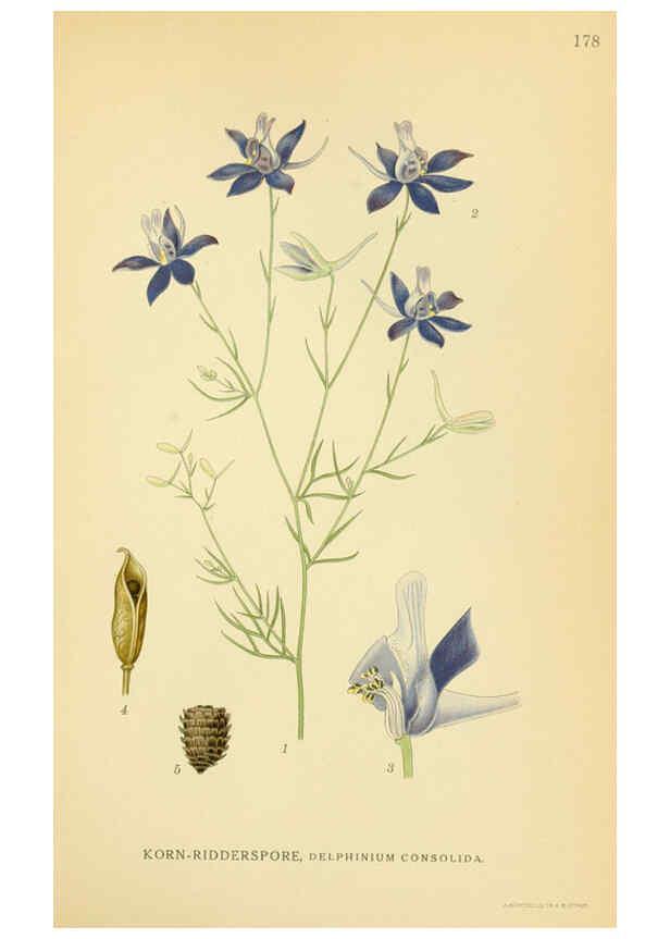Reproducción/Reproduction 6029383106: Billeder af nordens flora. v.1 København,G.E.C. Gad's forlag,1917-1927