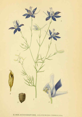 Reproducción/Reproduction 6029383106: Billeder af nordens flora. v.1 København,G.E.C. Gad's forlag,1917-1927