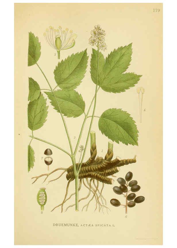 Reproducción/Reproduction 6028830809: Billeder af nordens flora. v.1 København,G.E.C. Gad's forlag,1917-1927