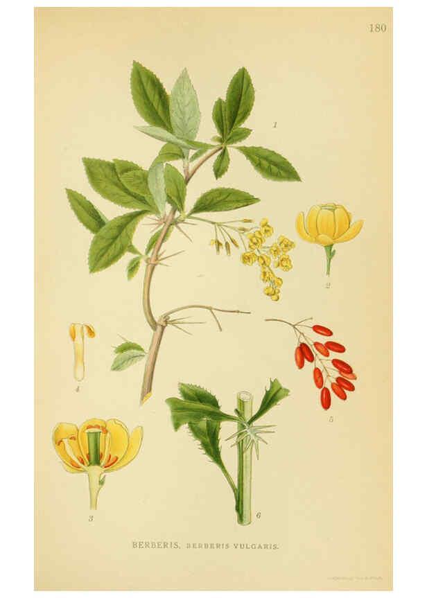 Reproducción/Reproduction 6028831169: Billeder af nordens flora. v.1 København,G.E.C. Gad's forlag,1917-1927