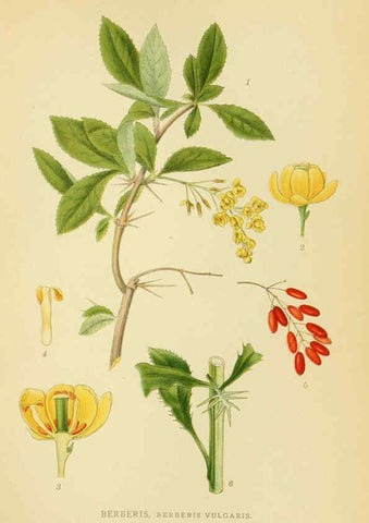 Reproducción/Reproduction 6028831169: Billeder af nordens flora. v.1 København,G.E.C. Gad's forlag,1917-1927