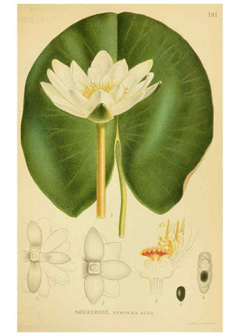 Reproducción/Reproduction 6028831569: Billeder af nordens flora. v.1 København,G.E.C. Gad's forlag,1917-1927
