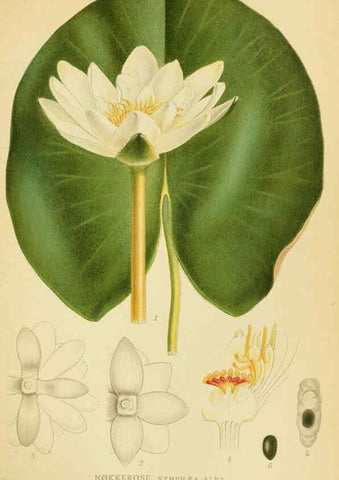 Reproducción/Reproduction 6028831569: Billeder af nordens flora. v.1 København,G.E.C. Gad's forlag,1917-1927