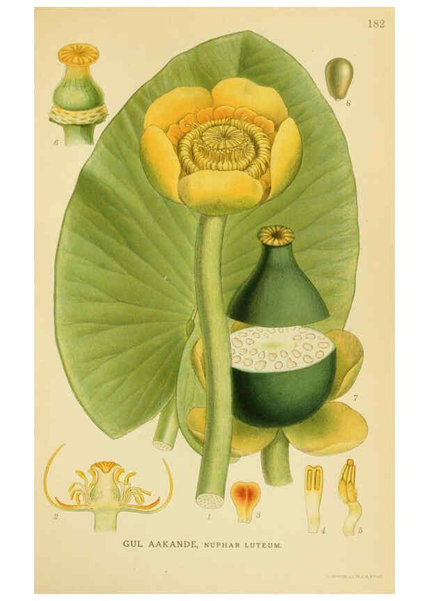 Reproducción/Reproduction 6028831833: Billeder af nordens flora. v.1 København,G.E.C. Gad's forlag,1917-1927