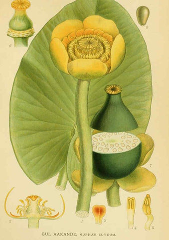 Reproducción/Reproduction 6028831833: Billeder af nordens flora. v.1 København,G.E.C. Gad's forlag,1917-1927