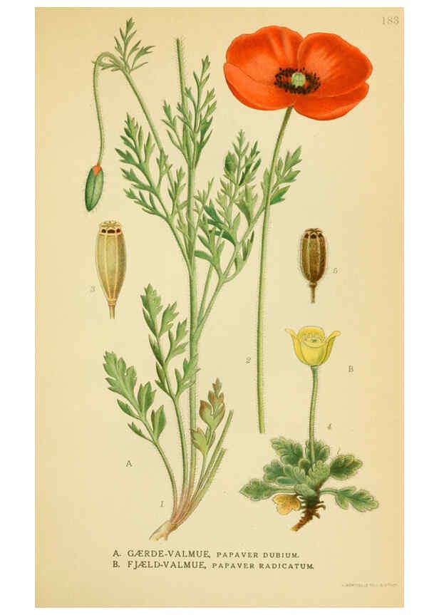 Reproducción/Reproduction 6029384586: Billeder af nordens flora. v.1 København,G.E.C. Gad's forlag,1917-1927
