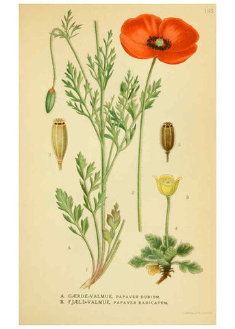Reproducción/Reproduction 6029384586: Billeder af nordens flora. v.1 København,G.E.C. Gad's forlag,1917-1927