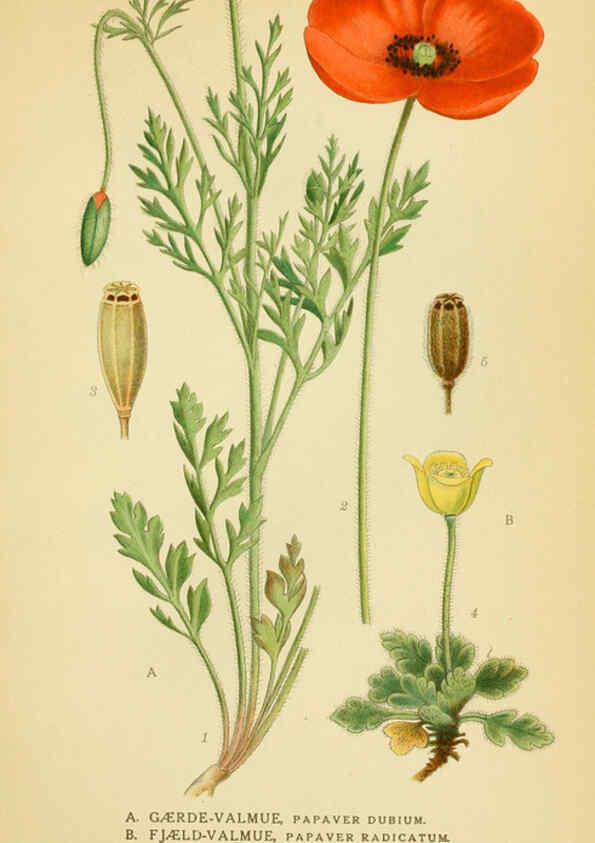 Reproducción/Reproduction 6029384586: Billeder af nordens flora. v.1 København,G.E.C. Gad's forlag,1917-1927