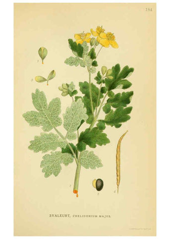 Reproducción/Reproduction 6029384938: Billeder af nordens flora. v.1 København,G.E.C. Gad's forlag,1917-1927