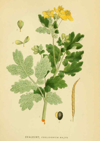 Reproducción/Reproduction 6029384938: Billeder af nordens flora. v.1 København,G.E.C. Gad's forlag,1917-1927