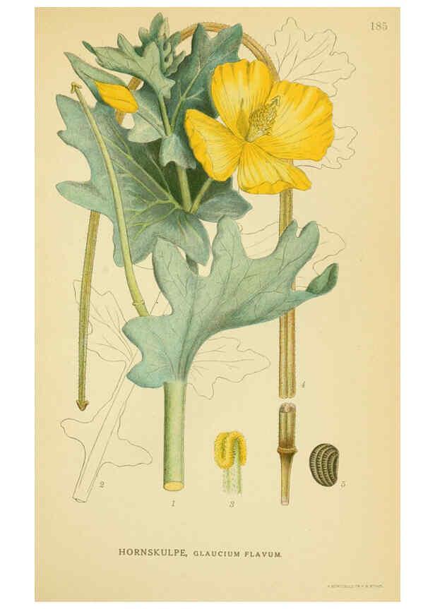 Reproducción/Reproduction 6029385288: Billeder af nordens flora. v.1 København,G.E.C. Gad's forlag,1917-1927