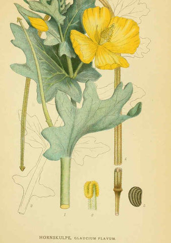 Reproducción/Reproduction 6029385288: Billeder af nordens flora. v.1 København,G.E.C. Gad's forlag,1917-1927