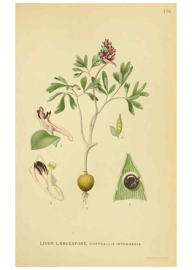 Reproducción/Reproduction 6029385618: Billeder af nordens flora. v.1 København,G.E.C. Gad's forlag,1917-1927