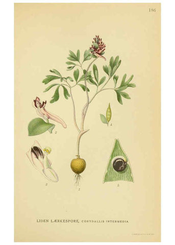 Reproducción/Reproduction 6029385618: Billeder af nordens flora. v.1 København,G.E.C. Gad's forlag,1917-1927