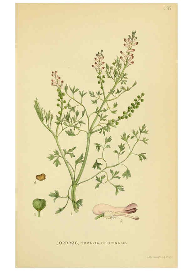 Reproducción/Reproduction 6028833447: Billeder af nordens flora. v.1 København,G.E.C. Gad's forlag,1917-1927