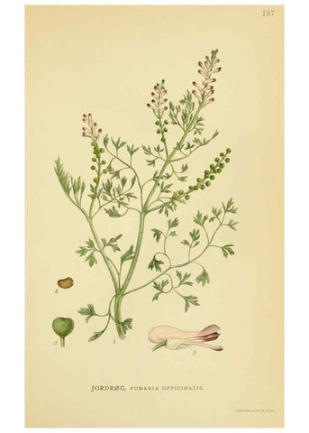 Reproducción/Reproduction 6028833447: Billeder af nordens flora. v.1 København,G.E.C. Gad's forlag,1917-1927