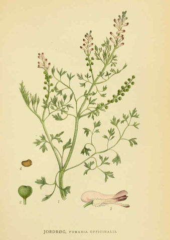 Reproducción/Reproduction 6028833447: Billeder af nordens flora. v.1 København,G.E.C. Gad's forlag,1917-1927