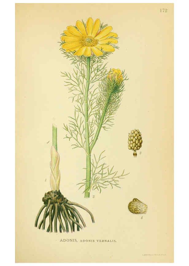 Reproducción/Reproduction 6029380970: Billeder af nordens flora. v.1 København,G.E.C. Gad's forlag,1917-1927