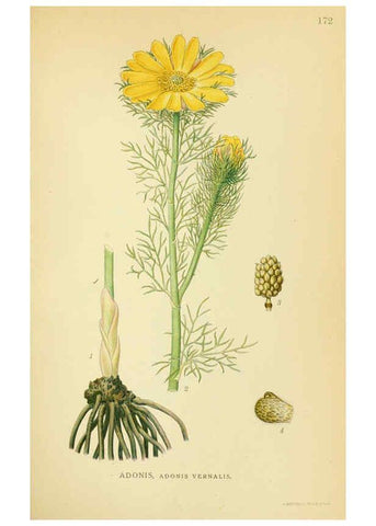Reproducción/Reproduction 6029380970: Billeder af nordens flora. v.1 København,G.E.C. Gad's forlag,1917-1927