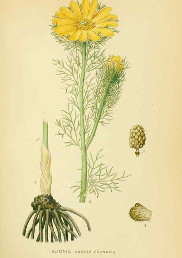 Reproducción/Reproduction 6029380970: Billeder af nordens flora. v.1 København,G.E.C. Gad's forlag,1917-1927