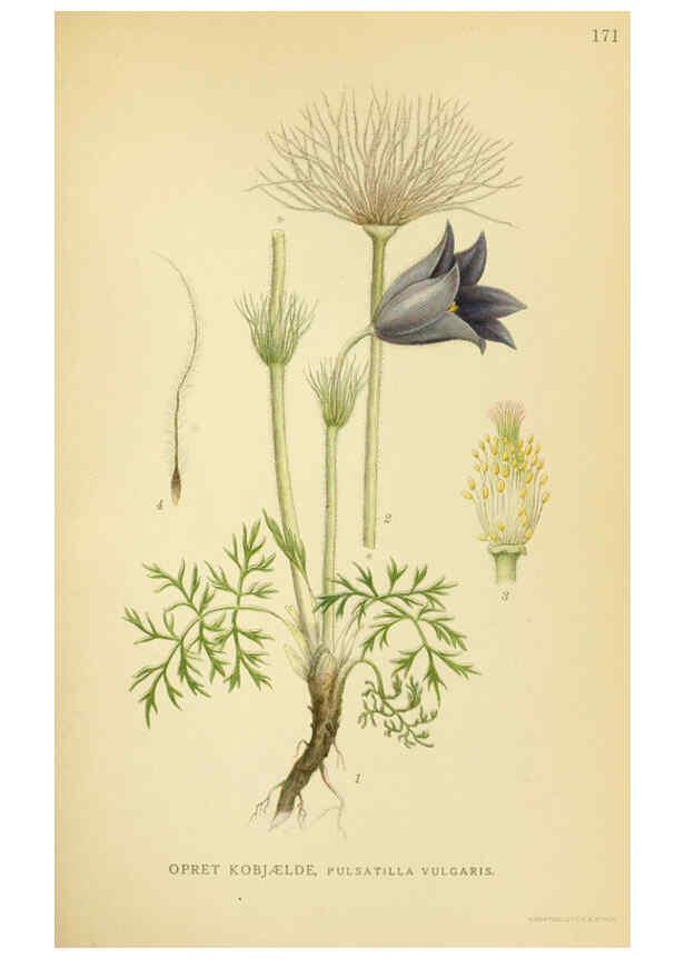 Reproducción/Reproduction 6029380562: Billeder af nordens flora. v.1 København,G.E.C. Gad's forlag,1917-1927