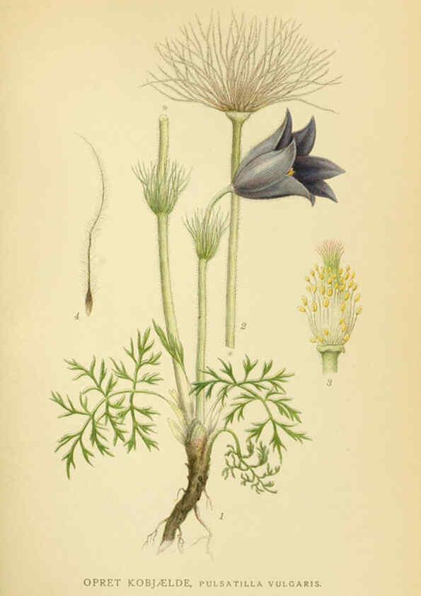 Reproducción/Reproduction 6029380562: Billeder af nordens flora. v.1 København,G.E.C. Gad's forlag,1917-1927