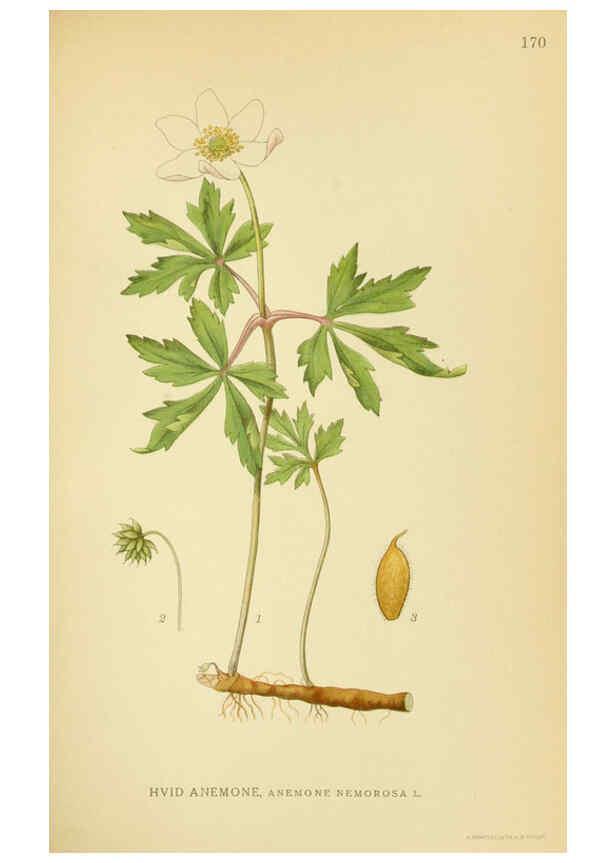 Reproducción/Reproduction 6028827703: Billeder af nordens flora. v.1 København,G.E.C. Gad's forlag,1917-1927
