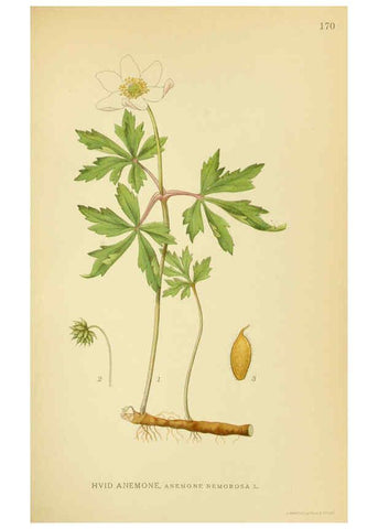 Reproducción/Reproduction 6028827703: Billeder af nordens flora. v.1 København,G.E.C. Gad's forlag,1917-1927