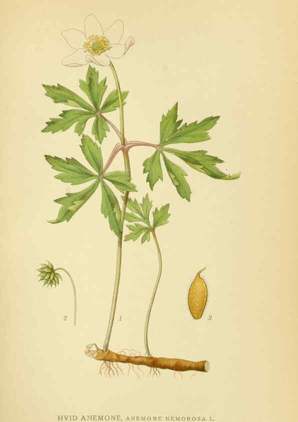 Reproducción/Reproduction 6028827703: Billeder af nordens flora. v.1 København,G.E.C. Gad's forlag,1917-1927
