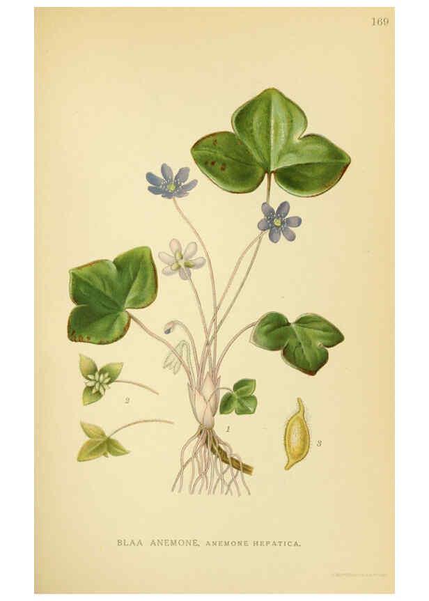 Reproducción/Reproduction 6028826959: Billeder af nordens flora. v.1 København,G.E.C. Gad's forlag,1917-1927