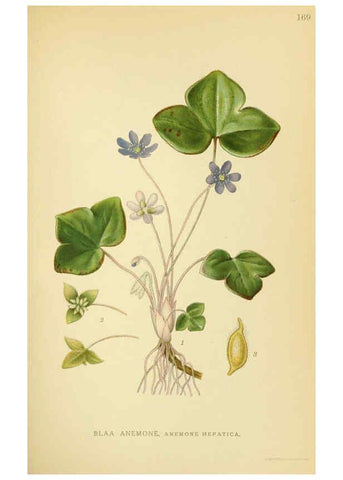 Reproducción/Reproduction 6028826959: Billeder af nordens flora. v.1 København,G.E.C. Gad's forlag,1917-1927