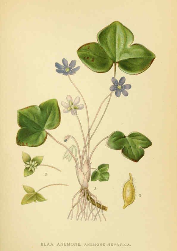Reproducción/Reproduction 6028826959: Billeder af nordens flora. v.1 København,G.E.C. Gad's forlag,1917-1927