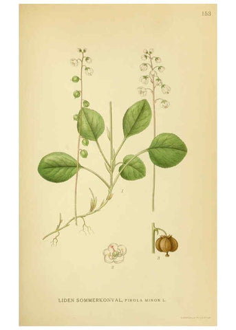 Reproducción/Reproduction 6028822407: Billeder af nordens flora. v.1 København,G.E.C. Gad's forlag,1917-1927