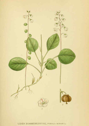 Reproducción/Reproduction 6028822407: Billeder af nordens flora. v.1 København,G.E.C. Gad's forlag,1917-1927