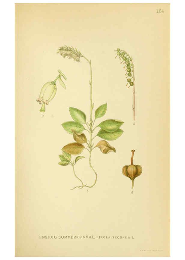 Reproducción/Reproduction 6029375334: Billeder af nordens flora. v.1 København,G.E.C. Gad's forlag,1917-1927