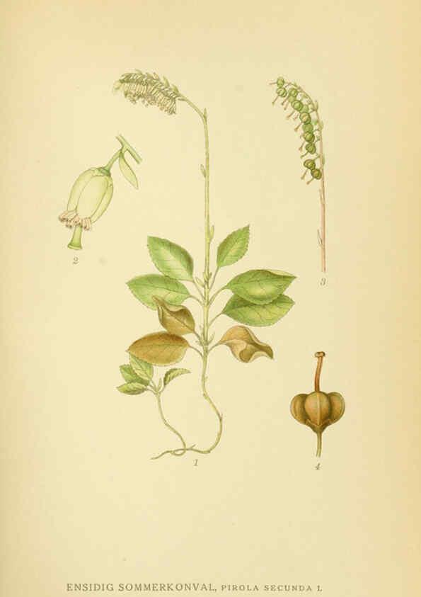 Reproducción/Reproduction 6029375334: Billeder af nordens flora. v.1 København,G.E.C. Gad's forlag,1917-1927