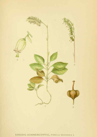 Reproducción/Reproduction 6029375334: Billeder af nordens flora. v.1 København,G.E.C. Gad's forlag,1917-1927