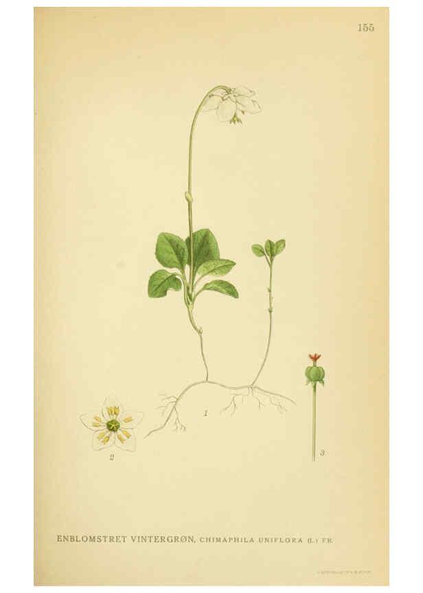 Reproducción/Reproduction 6028822999: Billeder af nordens flora. v.1 København,G.E.C. Gad's forlag,1917-1927