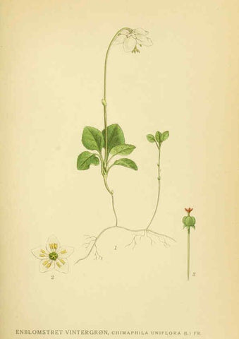 Reproducción/Reproduction 6028822999: Billeder af nordens flora. v.1 København,G.E.C. Gad's forlag,1917-1927