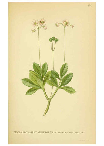 Reproducción/Reproduction 6029375906: Billeder af nordens flora. v.1 København,G.E.C. Gad's forlag,1917-1927