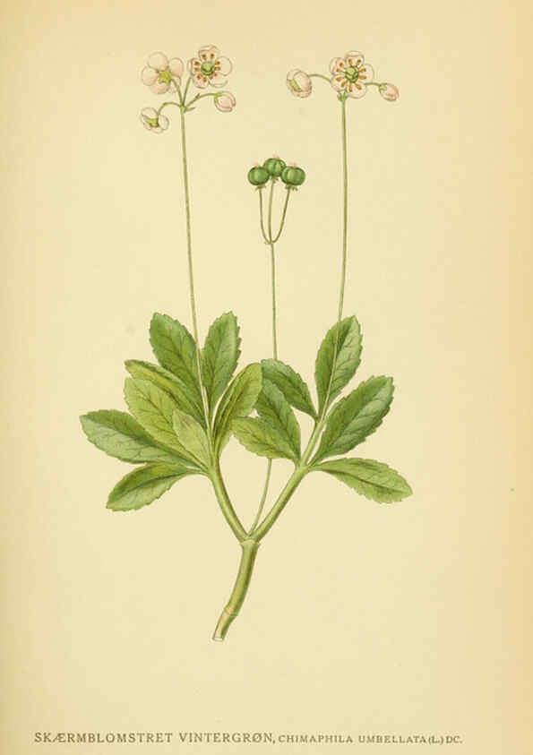 Reproducción/Reproduction 6029375906: Billeder af nordens flora. v.1 København,G.E.C. Gad's forlag,1917-1927
