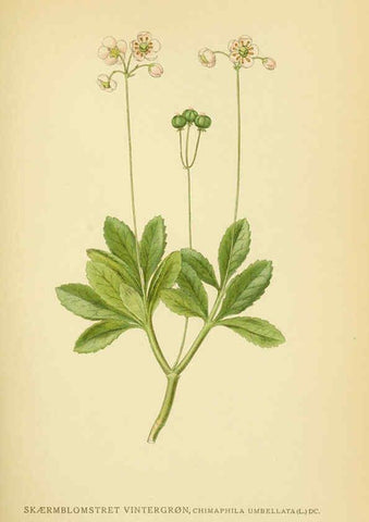 Reproducción/Reproduction 6029375906: Billeder af nordens flora. v.1 København,G.E.C. Gad's forlag,1917-1927