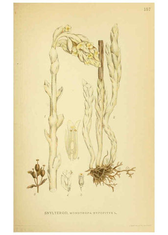 Reproducción/Reproduction 6028823693: Billeder af nordens flora. v.1 København,G.E.C. Gad's forlag,1917-1927