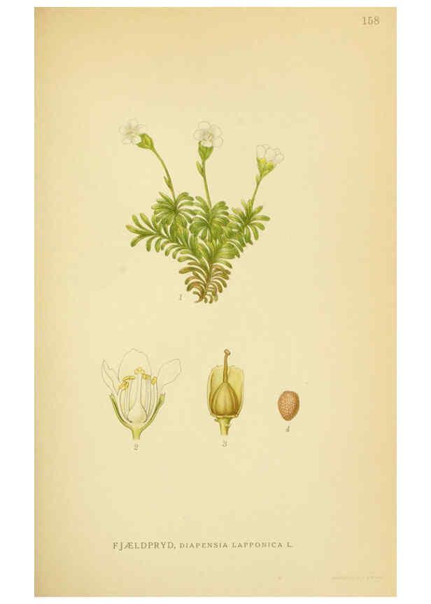 Reproducción/Reproduction 6029376554: Billeder af nordens flora. v.1 København,G.E.C. Gad's forlag,1917-1927