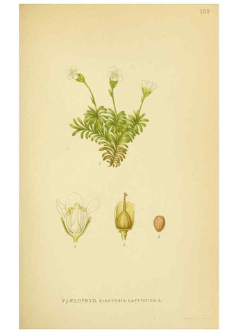 Reproducción/Reproduction 6029376554: Billeder af nordens flora. v.1 København,G.E.C. Gad's forlag,1917-1927