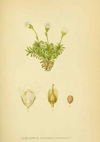 Reproducción/Reproduction 6029376554: Billeder af nordens flora. v.1 København,G.E.C. Gad's forlag,1917-1927